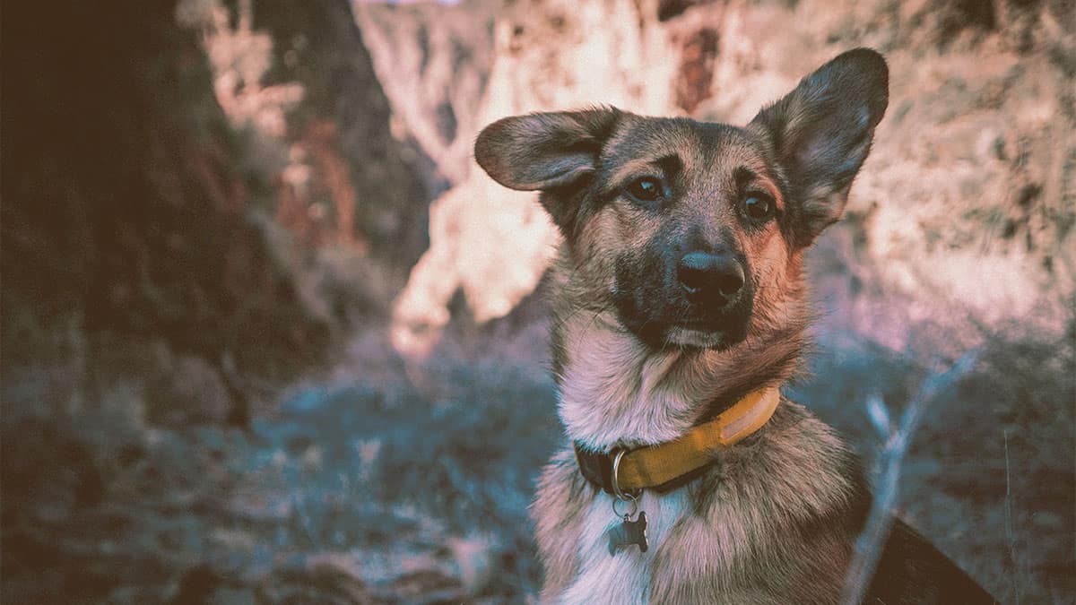 German Shepherd looking with one ear up and the other down