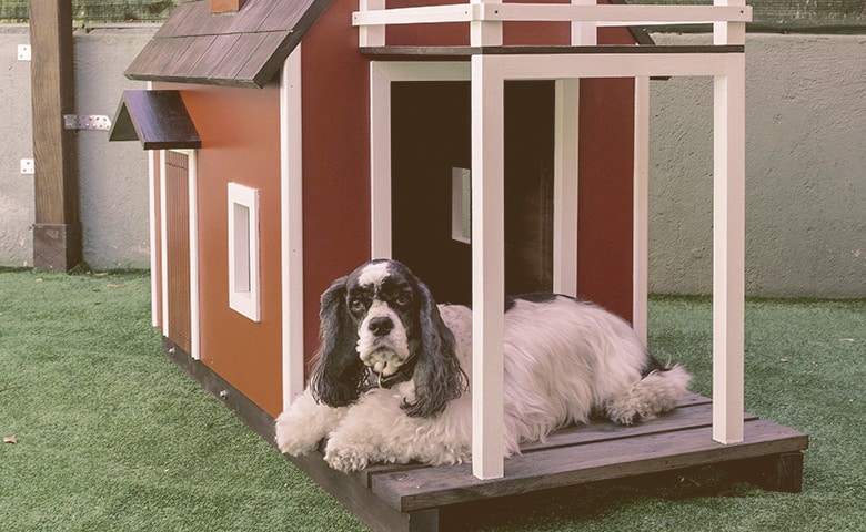 dog laying down on his dog house