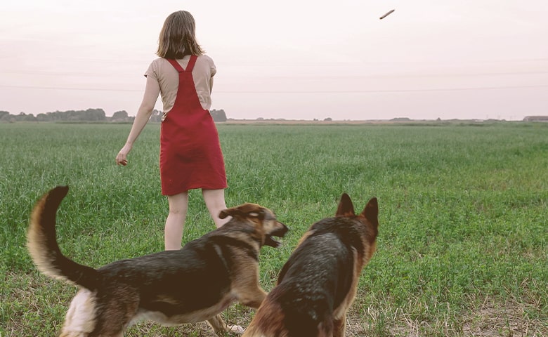 girl throwing a stick for two German Shepherd dogs