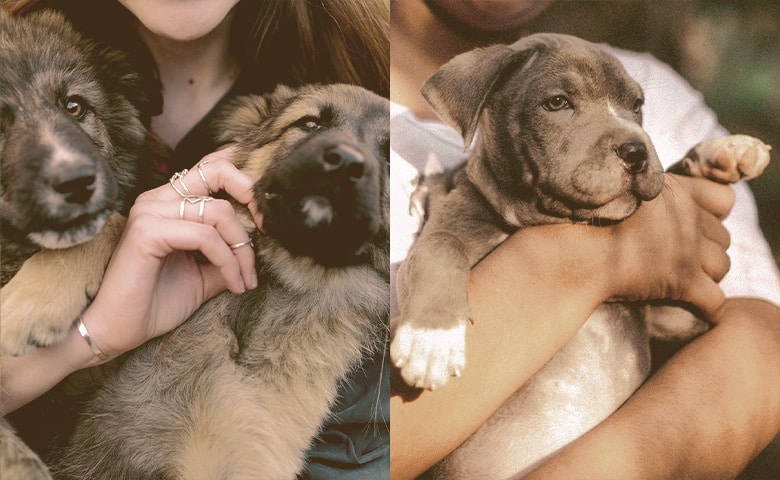 girls holding puppy dogs