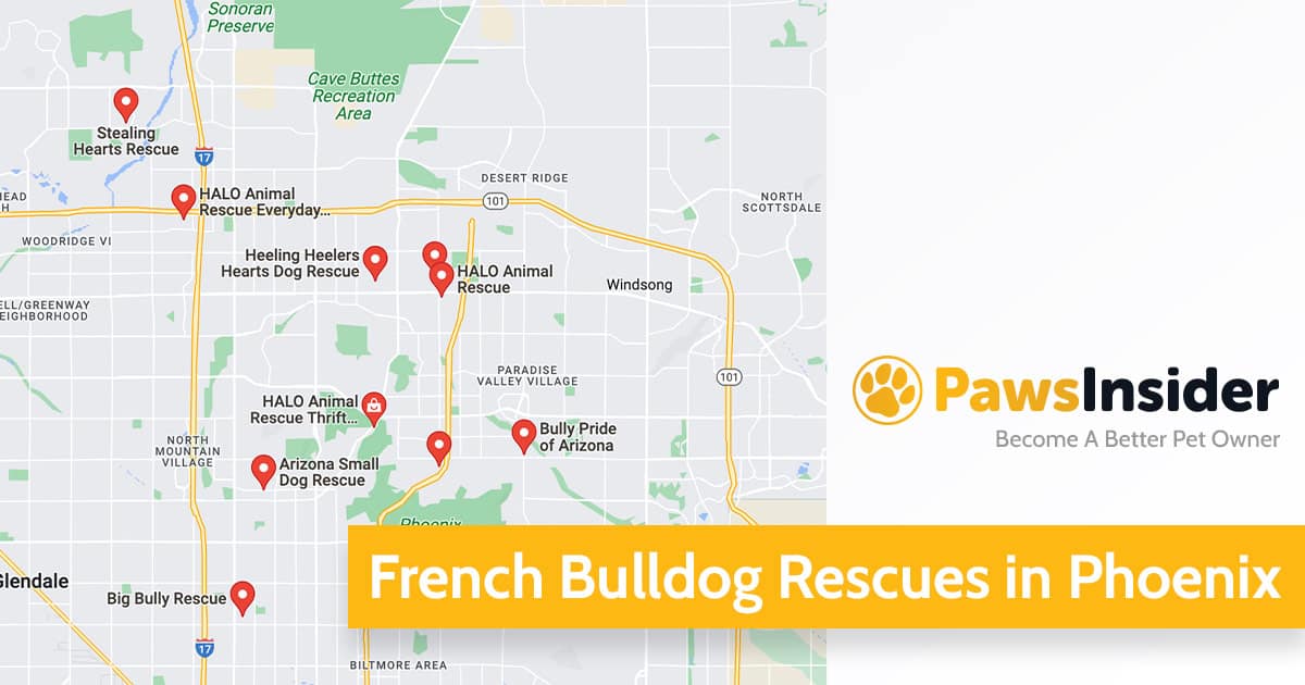French Bulldog Rescues in Phoenix