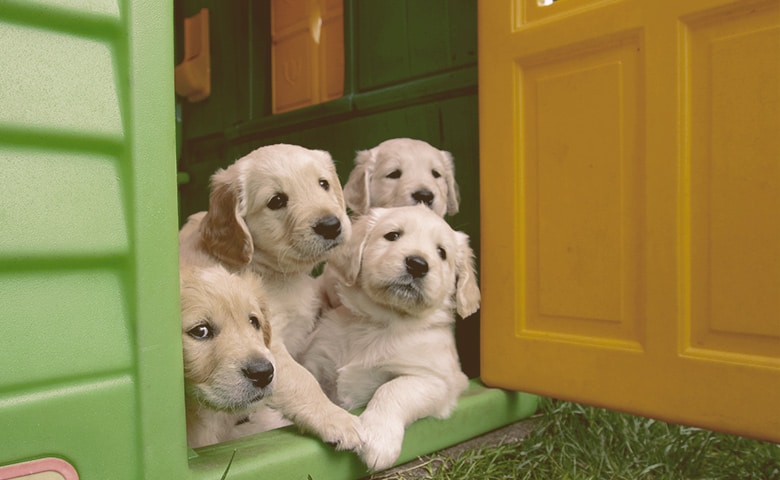 puppies inside a dog house