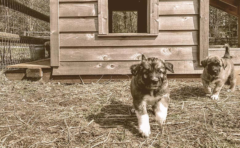 puppies running away from a dog house