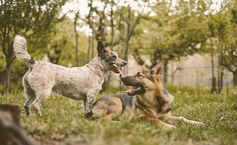 two dogs playing in the grass