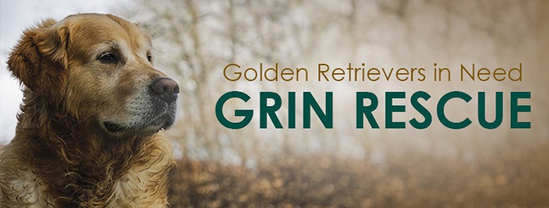 Golden Retrievers in Need Rescue Service