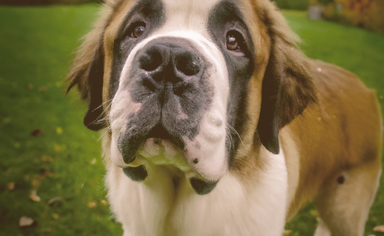 Saint Bernard with nose standing out