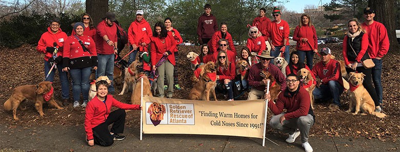 Golden Retriever Rescue Atlanta (List Updated For 2022)