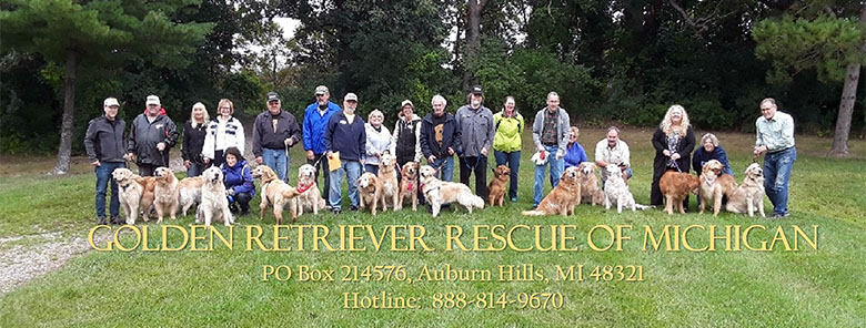 Golden Retriever Rescue Of Michigan