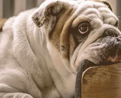 bulldog looking away with chin on his bed