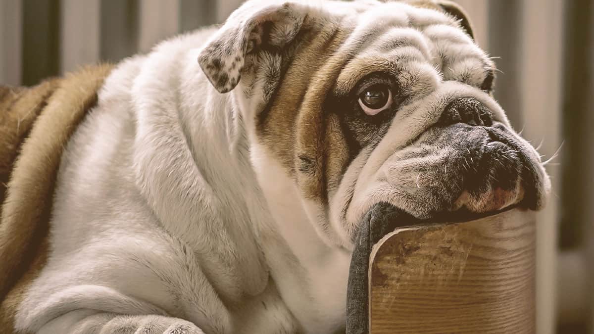 bulldog looking away with chin on his bed