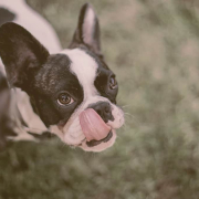 Boston Terrier liking his mouth