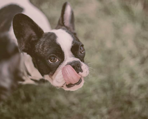 Boston Terrier liking his mouth