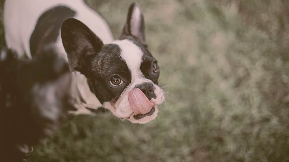 Boston Terrier liking his mouth