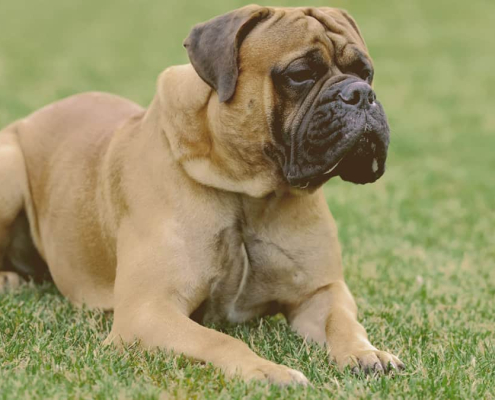 Bullmastiff laying on the grass