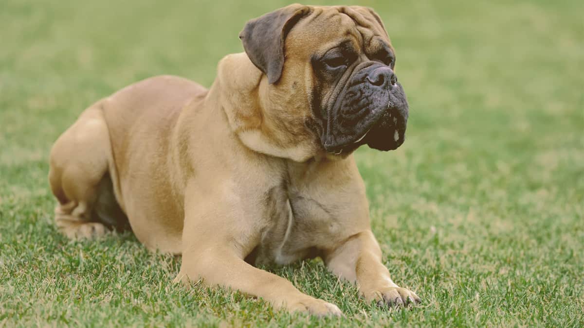 Bullmastiff laying on the grass