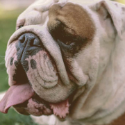 English Bulldog with tongue out