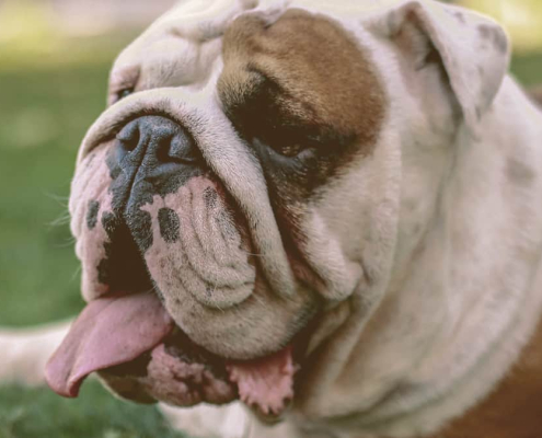 English Bulldog with tongue out