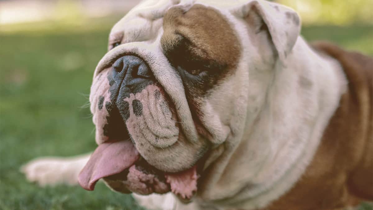English Bulldog with tongue out