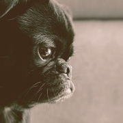 pug looking down