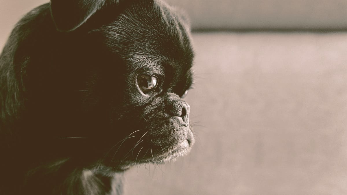 pug looking down