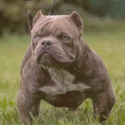 Exotic Bully on the grass