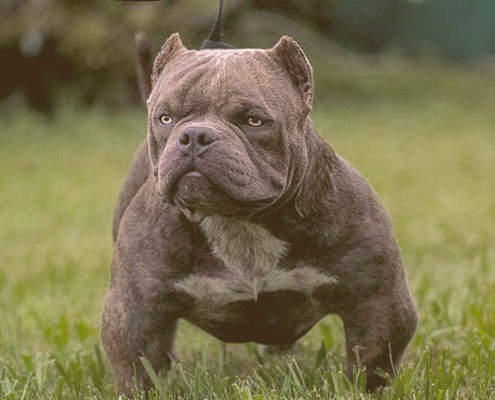 Exotic Bully on the grass