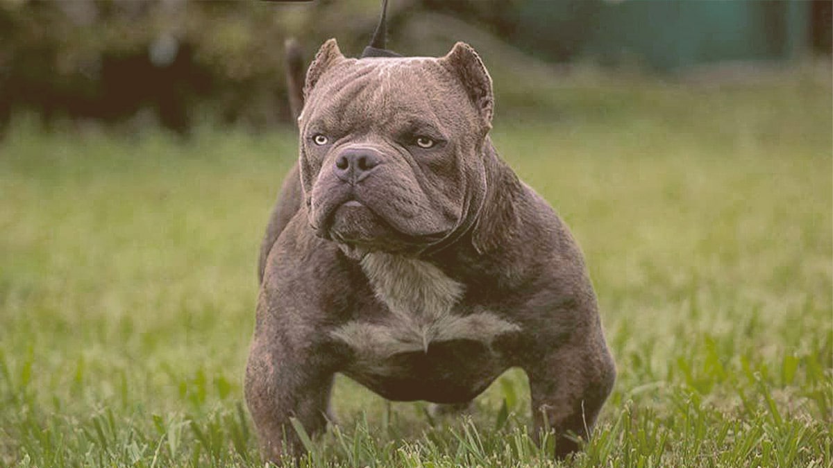 Exotic Bully on the grass