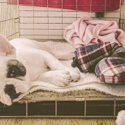 Image of a Frenchie lying inside one of the best dog crates for french bulldogs in the market