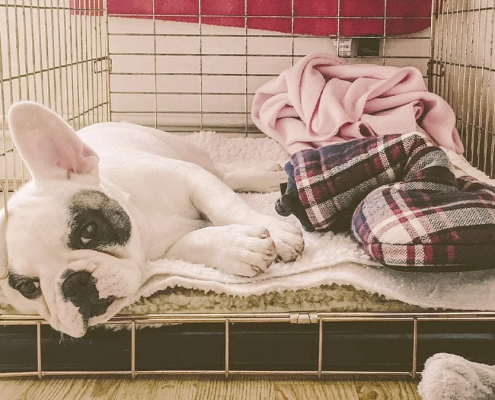 Image of a Frenchie lying inside one of the best dog crates for french bulldogs in the market