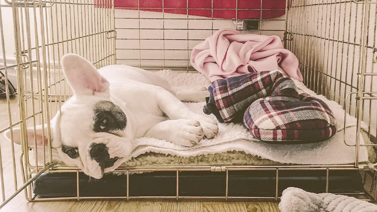 Image of a Frenchie lying inside one of the best dog crates for french bulldogs in the market