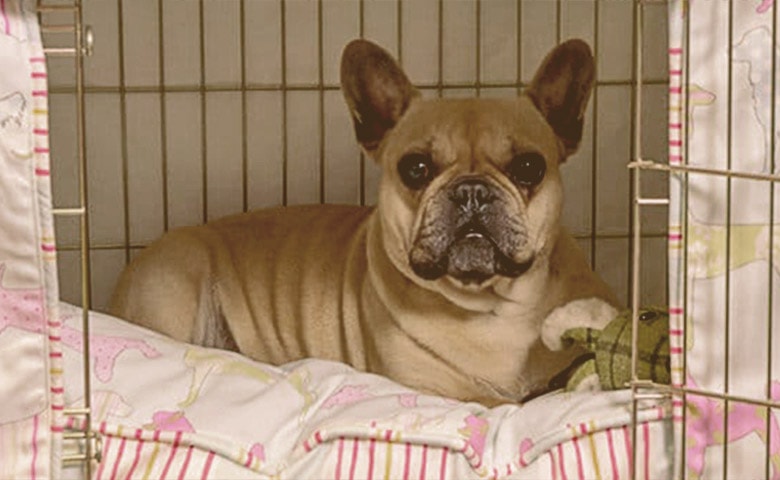 French bulldog laying inside his crate looking outside