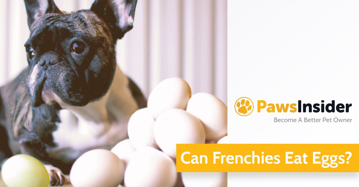 French Bulldog next to eggs