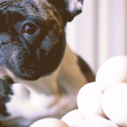 French Bulldog next to eggs