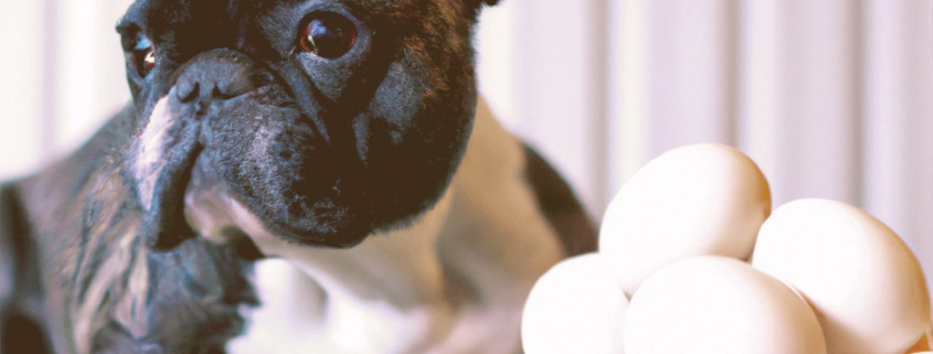 French Bulldog next to eggs