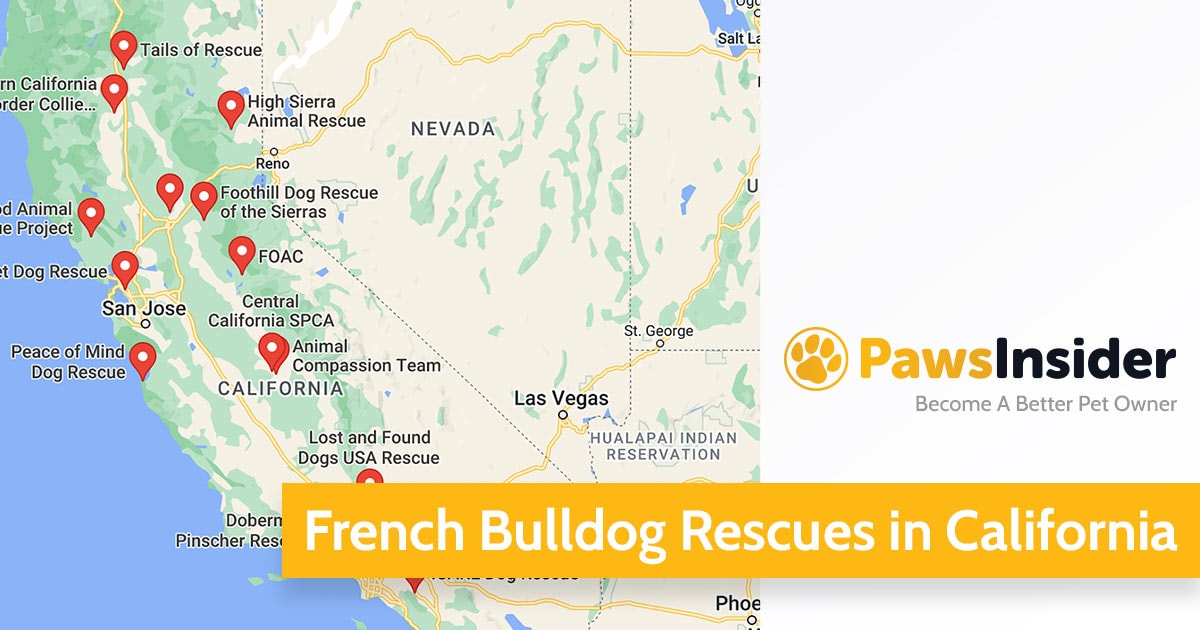 Screenshot of a map with French Bulldog Rescues in California in Google Maps