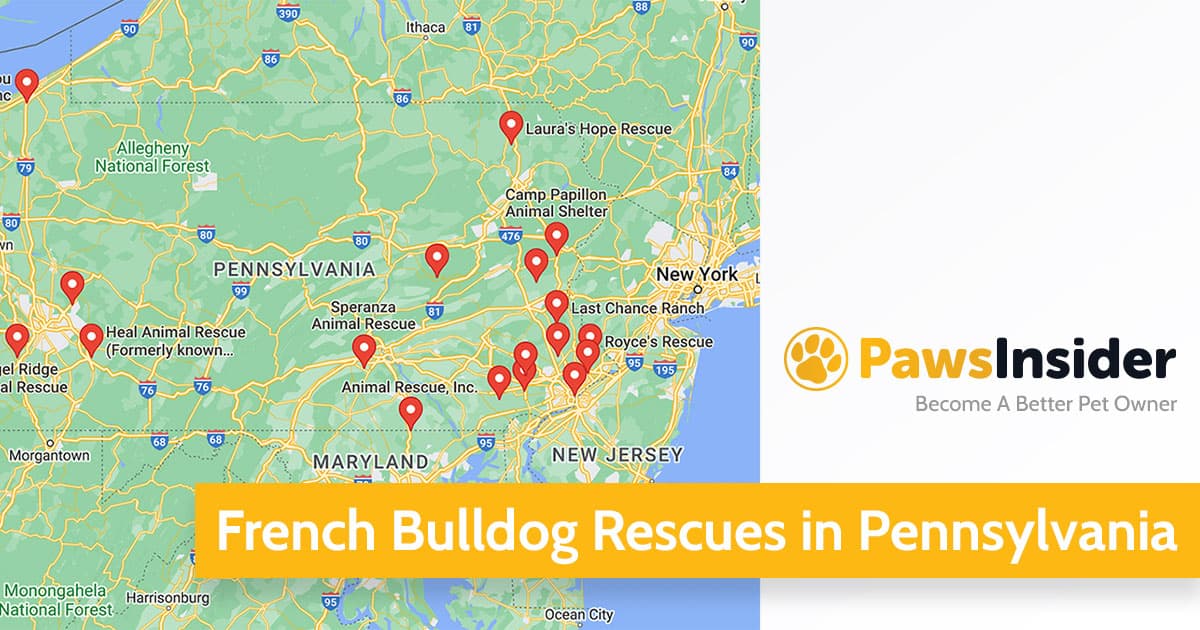 Screenshot of a map with French Bulldog Rescues in Pennsylvania in Google Maps