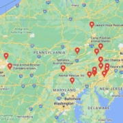 Screenshot of a map with French Bulldog Rescues in Pennsylvania in Google Maps