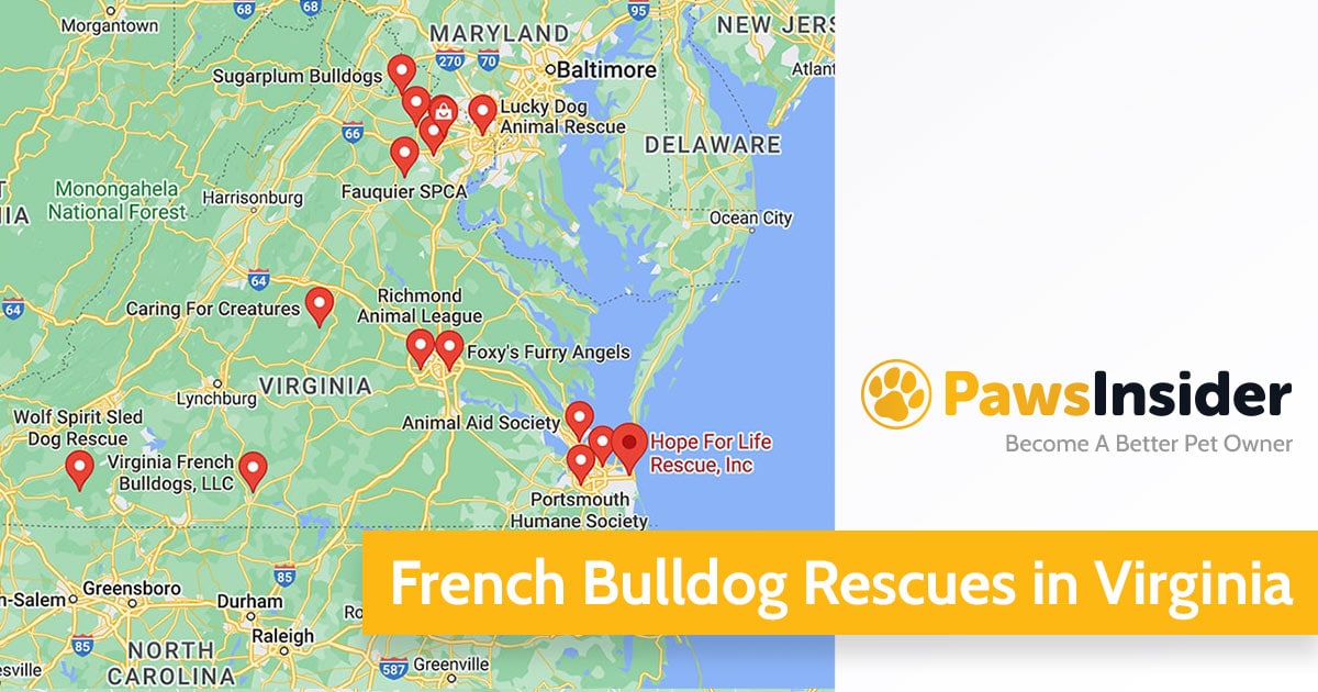 Screenshot of a map with French Bulldog Rescues in Virginia in Google Maps