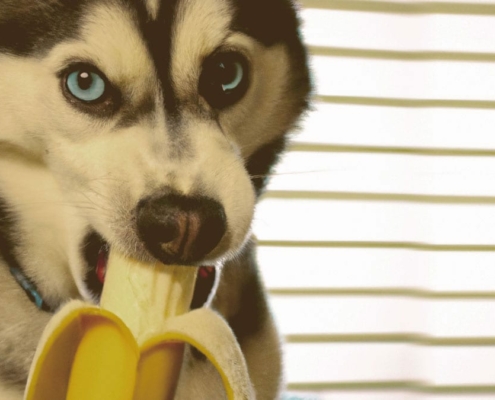 Husky Eating a Banana