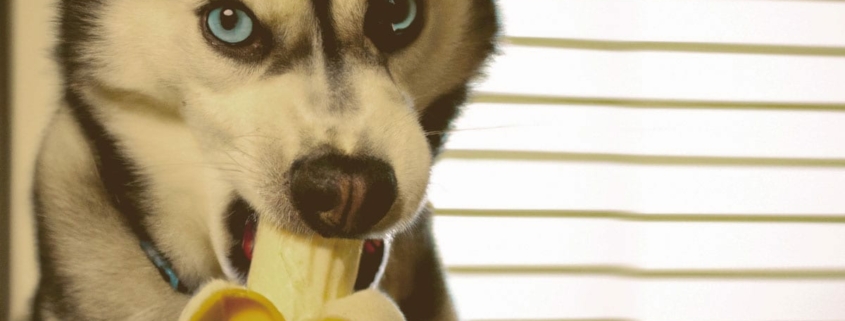 Husky Eating a Banana