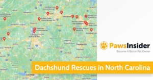 7 Dachshund Rescues In North Carolina [Updated For 2026]