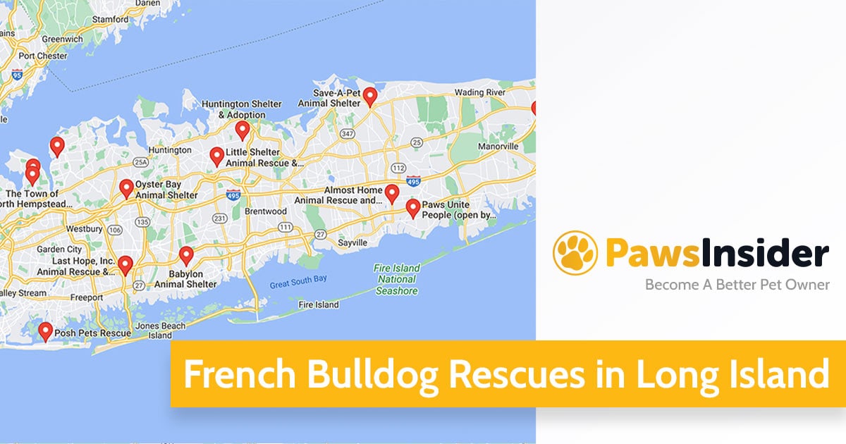 Screenshot of a map with French Bulldog Rescues in Long Island in Google Maps