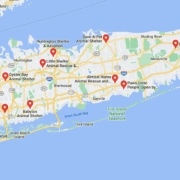 Screenshot of a map with French Bulldog Rescues in Long Island in Google Maps