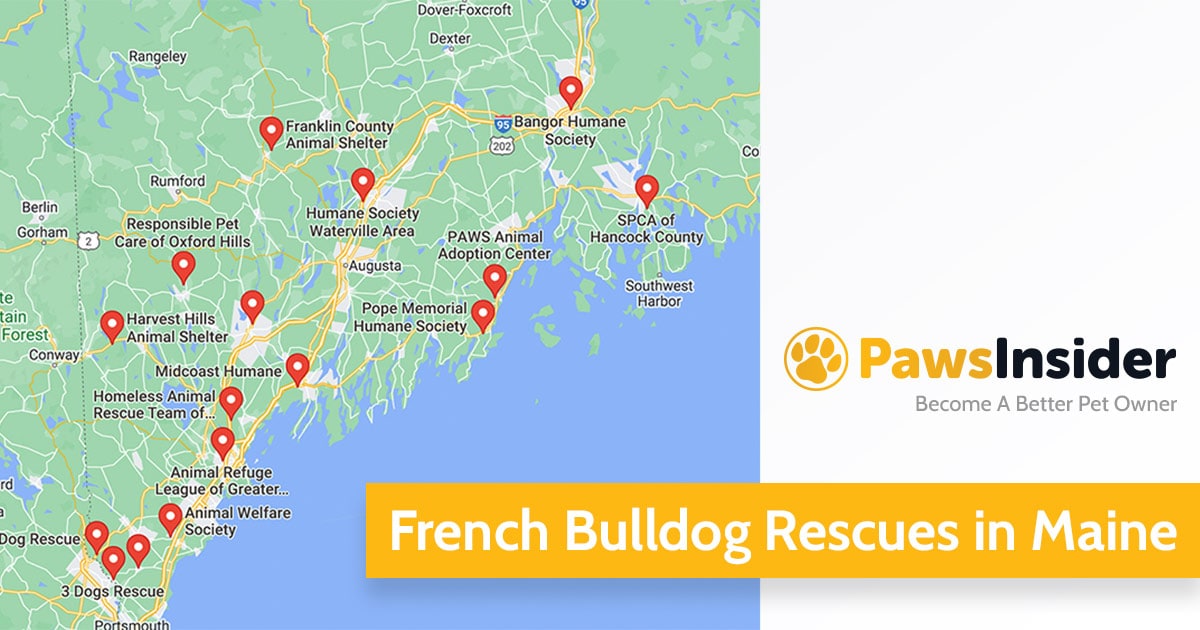 Screenshot of a map with French Bulldog Rescues in Maine in Google Maps