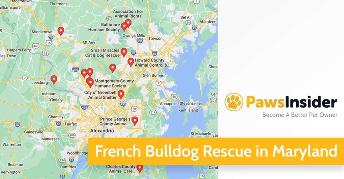 Screenshot of a map with French Bulldog Rescues in Maryland in Google Maps