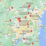 Screenshot of a map with French Bulldog Rescues in Maryland in Google Maps