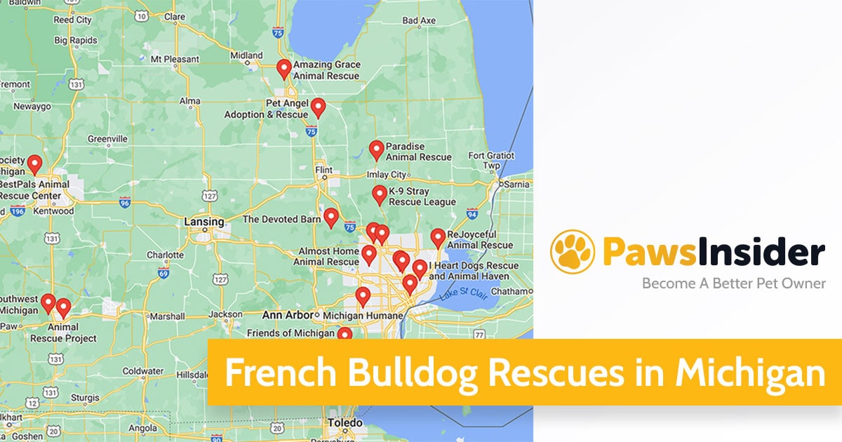 Screenshot of a map with French Bulldog Rescues in Michigan in Google Maps