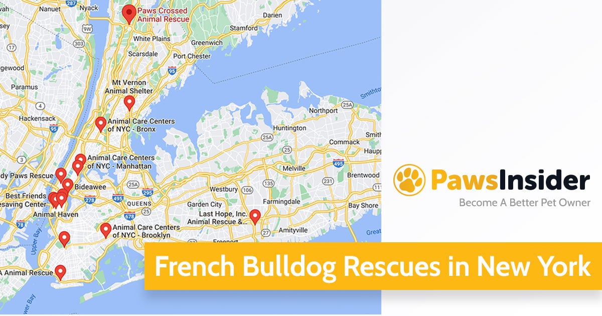 Screenshot of a map with French Bulldog Rescues in New York in Google Maps