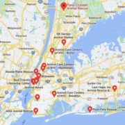Screenshot of a map with French Bulldog Rescues in New York in Google Maps