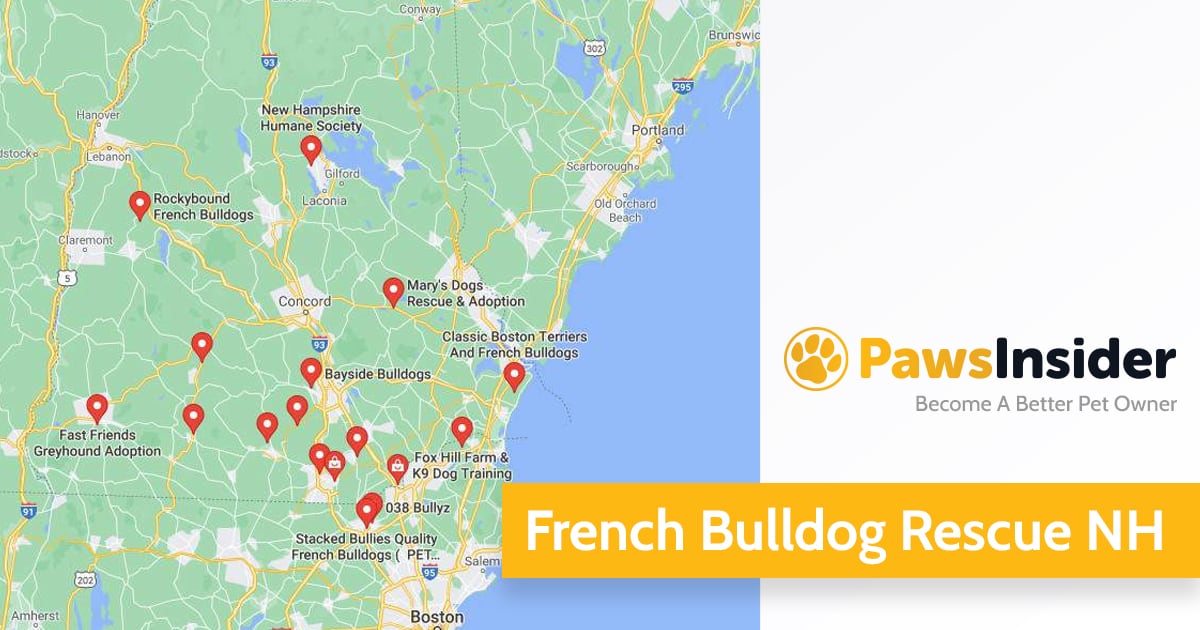 Screenshot of a map with French Bulldog Rescues in New Hampshire in Google Maps